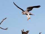 die landing (2) : frieda